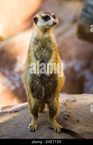 Meerkat at Cango Wildlife Ranch, Oudtshoorn, South Africa Stock Photo ...