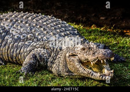 crocodile-crocodylia-cango-wildlife-ranch-oudtshoorn-south-africa