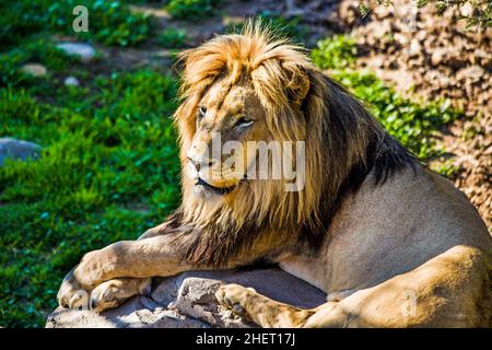 Male lion (Panthera leo), Cango Wildlife Ranch, Oudtshoorn, South Africa Stock Photo