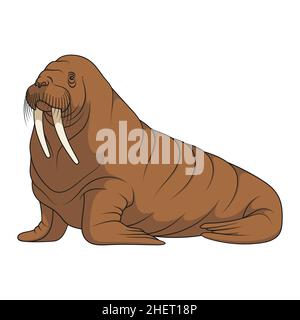 Color illustration with walrus. Isolated vector object on a white background. Stock Vector