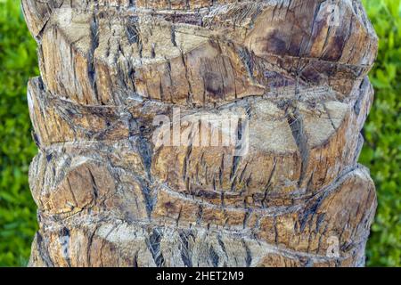 Gray trunk of old palm tree with big cracks on background of green bushes. Horizontal arrangement. Close-up. Selective focus. Stock Photo