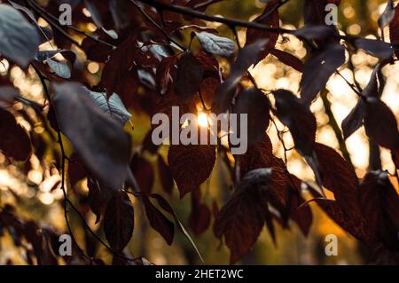 beautiful autumn leaves of red oak close up. Autumn landscape background. Autumn abstract background with red oak in sunbeams. Autumn nature forest Stock Photo