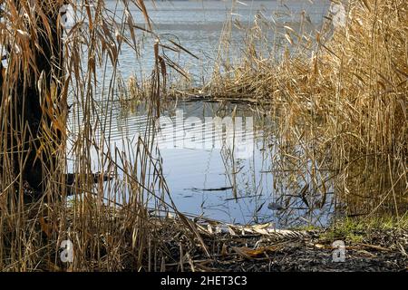 Thickets of dry reeds on river bank in windy weather. Dry Grass, calm flow of river water. Picturesque landscape. Selective focus. Stock Photo