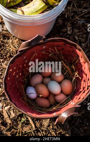 Basket of fresh farm eggs from the chicken coop Stock Photo