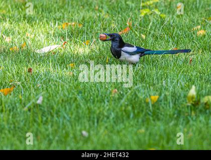 A Magpie with a Walnut in a Garden Stock Photo