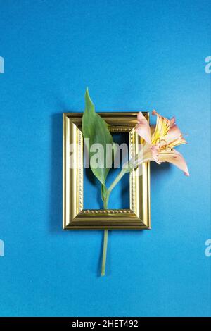Peruvian lily flower in gold frame on blue background. Stock Photo