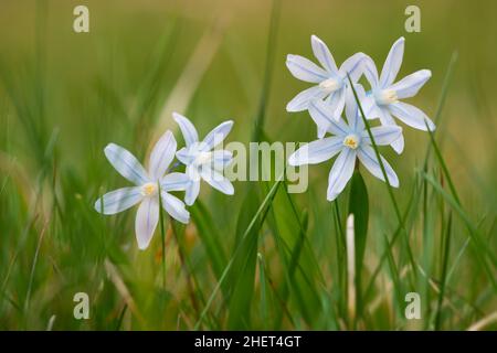 fresh striped squill flowers at garden grass in spring Stock Photo
