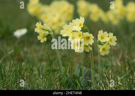 blossoms of common cowslip primula veris flower at spring Stock Photo