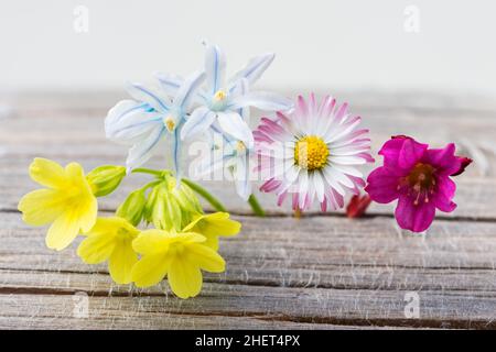 fresh spring flowers on wood with white background Stock Photo