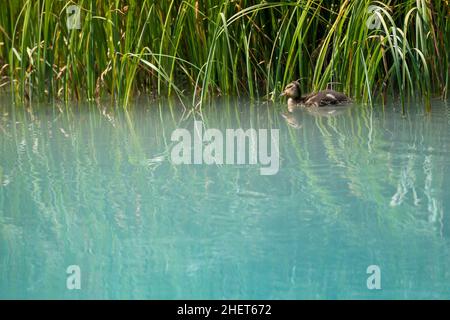 baby duck swims along grass in clean nature river Stock Photo