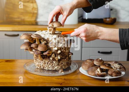 Using knife to pick cut Shiitake mushrooms, Lentinula edodes growing in home kitchen. Growing your own food, indoor garden concept.
