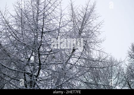 Winter, tree larch branch under snow, graphic silhouette crown horizontally. Larix decidua. Pinaceae family. Stock Photo