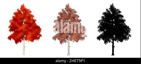 Set or collection of Black Gum trees, painted, natural and as a black silhouette on white background. Concept or conceptual 3d illustration for nature Stock Photo
