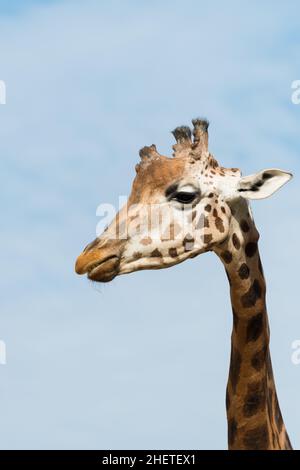 head and neck of young giraffe from the side at blue sky Stock Photo