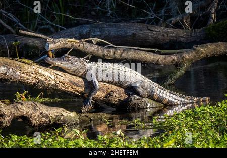 American Alligatot in Wakulla River at Edward Ball Wakulla Spring State Park in Florida USA Stock Photo