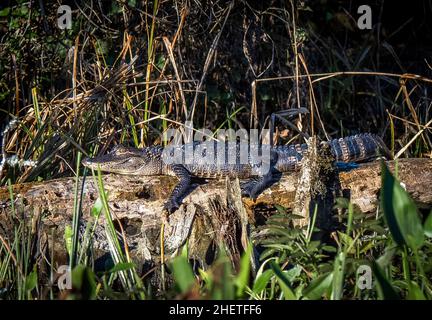 American Alligatot in Wakulla River at Edward Ball Wakulla Spring State Park in Florida USA Stock Photo