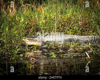 American Alligatot in Wakulla River at Edward Ball Wakulla Spring State Park in Florida USA Stock Photo