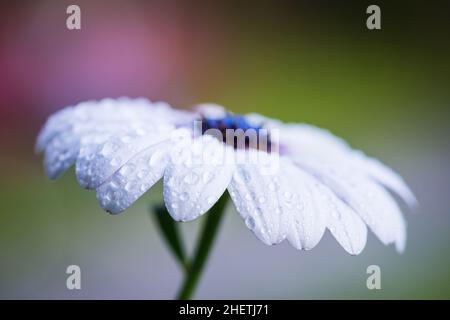 Cape rain daisy flower with water drops from the side Stock Photo