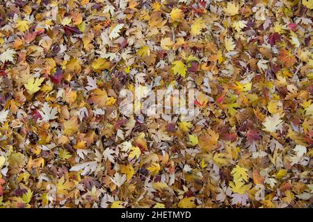 Silver maple leaves (Acer saccharinum in autumn.