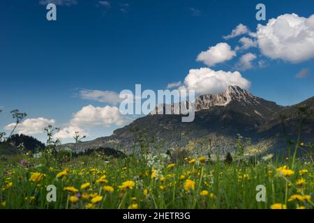 yellow flowers in front of huge mountain in tyrol Stock Photo