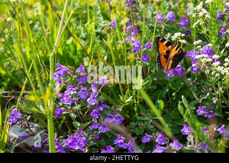 alpine flowers withadmiral butterfly Stock Photo