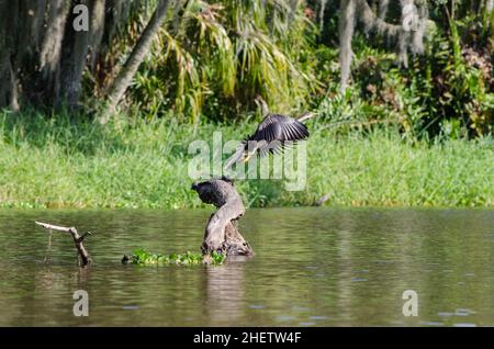 A female anhinga bird takes off from a log in the Frog Creek just outside of the Tera Ceia Preserve State Park, FL, USA Stock Photo