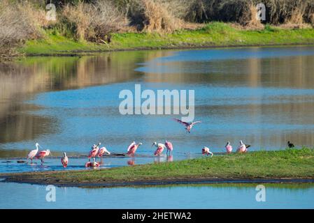 A roseate spoobill starts in for a landing to join the flock at Myakka River State Park, Sarasota, FL, USA Stock Photo