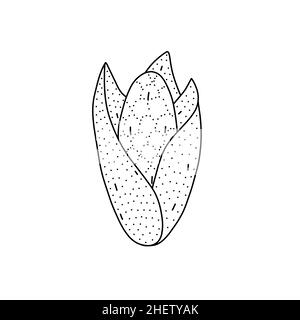Hand drawn vector illustration of a sweet corn in doodle style. Cute llustration of a vegetable on a white background Stock Vector