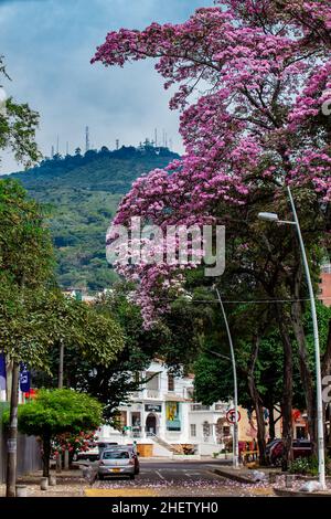 CALI, COLOMBIA - AUGUST 2021. A beautiful blooming Guayacan and the iconic Hill of the Three Crosses, two symbols of the Cali city in Colombia Stock Photo