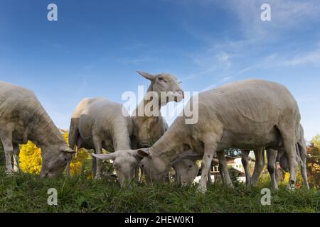several sheep eating grass on hill one is looking out of the crowd Stock Photo