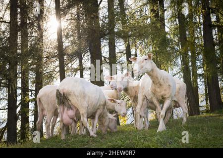 crowd of grazing sheep with big udder in front of forest Stock Photo