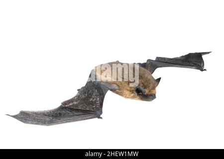 isolated bat with wings on white background Stock Photo