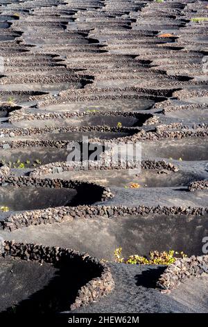 vineyards in La Geria, a vine growing area on volcanic soil Stock Photo