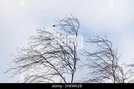 Background with cloud sky and tree branches without leaves during the wind. Stock Photo