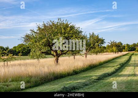 beautiful typical speierling apple tree in meadow for the german drink applewine Stock Photo