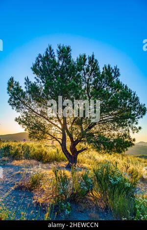 lonely tree in spectacular sunset Stock Photo