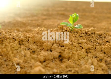 Green sprout in dry cracked soil.Green seedling in the ground in field.New life. Agriculture and farming  Stock Photo