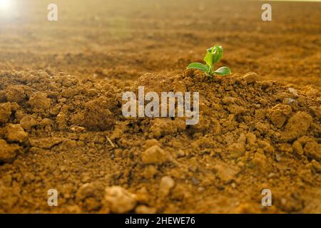 Green sprout in dry cracked soil.Green seedling in the ground in field.New life. Agriculture and farming. seedling cultivation.  Stock Photo