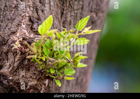A new green leaves sprout growing on the brown wood of tree with the blurry and soft focus nature background Stock Photo