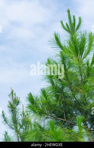beautiful green pine tree stand under the clear morning and bright blue sky suitable for nature background or wallpaper Stock Photo