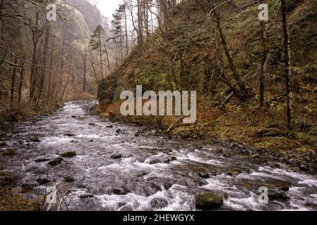This is Tanner Creek on a rainy morning.  It is located south of the Bonneville Dam in the Columbia Gorge, Oregon.  Burn scars from the Eagle Creek fi Stock Photo