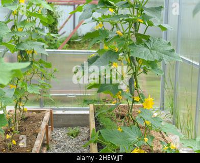 Young sprouts of cucumber vegetable in box in greenhouse or hothouse.  Vintage botanical background with plants, home hobby still life with gardening Stock Photo