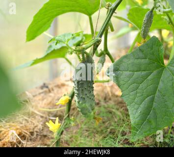 Young sprouts of cucumber vegetable in box in greenhouse or hothouse.  Vintage botanical background with plants, home hobby still life with gardening Stock Photo