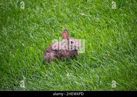 Brown rabbit sitting in grass. Stock Photo