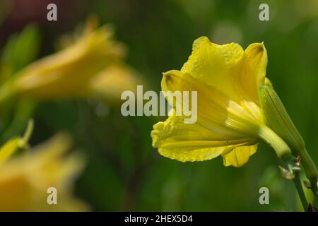 Close-up view of a bunch of beautiful nature yellows alamanda flowers with blurry and soft focused floral background at garden Stock Photo