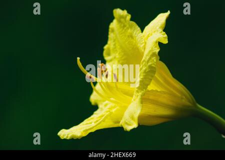 Close-up macro view of beautiful nature yellow alamanda flower with blurry and soft focused background at garden Stock Photo