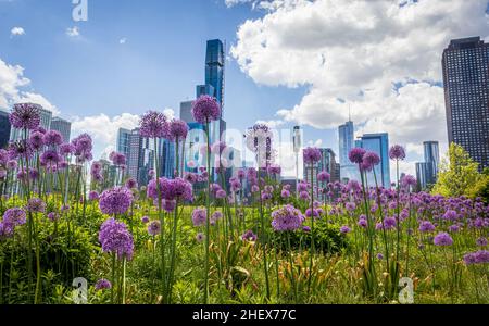 View of Chicago skyline with skyscrapers from the water by the Navy Pier. Beautiful purple flowers in bloom dance in front of the cityscape.