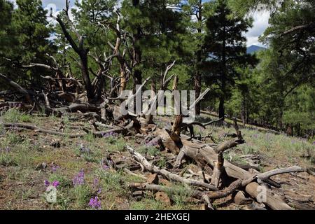 Dead ponderosa pine tree skeleton lying on the Lenox Crater volcano rim hiking trail Stock Photo