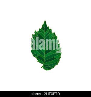 Green silhouette elm tree leaf isolated on white background. Design element for decorating. Stock Vector