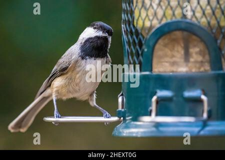 Curious black-capped chickadee on a backyard bird feeder in Ponte Vedra Beach, Florida. (USA) Stock Photo